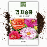 겹채송화 씨앗 1000립 1년생 채송화 꽃씨 야생화 꽃씨앗 : 씨앗팜