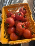 [산지직송 무료배송] 경상남도 창녕 토양 완숙토마토 5kg : 창녕토이농장