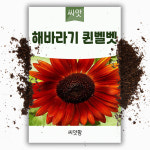 꽃씨 해바라기 퀸벨벳 씨앗 30립 1년생 꽃씨앗 야생화 : 씨앗팜