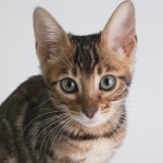 반려동물 출장사진 주인과 함께 촬영 8만원 원본파일 이벤트 대구 경북 경남 부산 : 별을품은아이