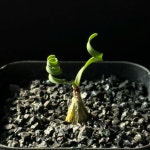 아프리카식물/시르탄투스 스피랄리스-5294 구근식물 꼬불머리 잎 아프리카농장 : 아프리카 농장