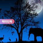 푸꾸옥 나이트 사파리 투어 빈펄 여행 : 피크타임:PEAKTIME