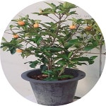 열매치자/ 7치화분 /향기나는나무/ 허브 : 행복한정원