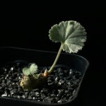 아프리카식물/페라고니움 미라블-5290 아프리카농장 : 아프리카 농장