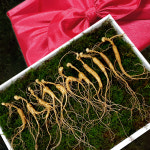 (어버이날 소삼모음 50%할인)산양삼 장뇌삼 산양산삼 선물세트 10년소삼 10뿌리 : 장생산삼