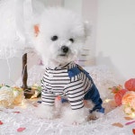 해피몰 강아지 데님 올인원 하트 청 바지 : HAPPY 몰3