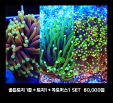 골든토치1 + 옥토퍼스1종 + 토치1 SET (80,000원) : 테마리움