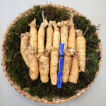 금산인삼 갈비탕 삼계탕인삼 세척 수삼 몸통파삼 : 금산수삼시장