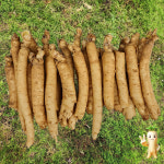 금산인삼 갈비탕 삼계탕인삼 세척 수삼 몸통파삼 소 1채 : 금산수삼시장