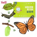 나비 성장 과정 피규어 어린이집 유치원 유아 교구 한살이 모형 활용북 포함 : 엘라즈홈