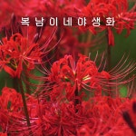 꽃무릇 구근 [12구 복남이네야생화 구근식물 석산 붉은 상사화 리코리스 lycoris] : 복남이네야생화
