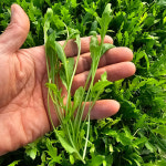 더 신선한 노지 와일드 루꼴라 500g 양평 지평 멋진농부 농장직송 : 파머스몰