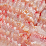 국산홍어 500g 1kg 목포홍어 삼합 숙성 애 산지직송 선물 : 인어교주해적단