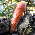 천하일품  못난이 제주 구좌 당근 : 천하일품감귤농장