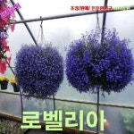 로벨리아 사파이어블루 25립 씨앗 꽃씨 모종 구근 희귀꽃 심는꽃 야생화 봄 여름 가을 겨울 : WOMART