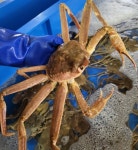 아이에스씨푸드 러시아 자숙대게 4kg : 아이에스씨푸드