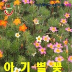 아기별베이비스타 렙토시폰 15립 씨앗 꽃씨 모종 구근 희귀꽃 심는꽃 야생화 봄 여름 가을 겨울 : WOMART