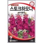 스토크하모니바이올렛 30립 씨앗 꽃씨 모종 구근 희귀꽃 심는꽃 야생화 봄 여름 가을 겨울 : WOMART