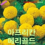 아프리칸메리골드 Lemon Yellow 10립 씨앗 꽃씨 모종 구근 희귀꽃 심는꽃 야생화 봄 여름 가을 겨울 : WOMART