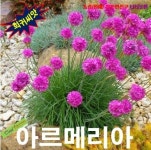 아르메리아 핑크 꽃부추 Sea Pinks 10립 씨앗 꽃씨 모종 구근 희귀꽃 심는꽃 야생화 봄 여름 가을 겨울 : WOMART