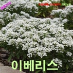 이베리스 눈흰색 10립 씨앗 꽃씨 모종 구근 희귀꽃 심는꽃 야생화 봄 여름 가을 겨울 : WOMART