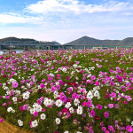 빅스타코스모스 씨앗 500g, 1kg 관공서 납품용 : 온씨드마트