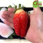 프리미엄 논산 킹스베리 딸기 못난이 딸기 큰딸기 대왕 딸기 500g 1kg : 월간 제철 과일