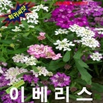 이베리스 움베라타 혼합색 15립 씨앗 꽃씨 모종 구근 희귀꽃 심는꽃 야생화 봄 여름 가을 겨울 : WOMART