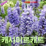 캐시미르캐트민트 15립 씨앗 꽃씨 모종 구근 희귀꽃 심는꽃 야생화 봄 여름 가을 겨울 : WOMART
