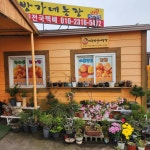 제주방가네 고당도  천혜향3kg 5kg가정용 선물용 : 제주방가네농장