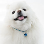 강아지 고양이 하트 글로리 반짝이 체인 목걸이 생일선물 : 티키태카