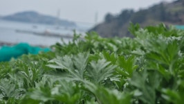 무농약 여수 거문도 해풍쑥 1kg 산지직송 선주문 예약판매 : 신씨팜