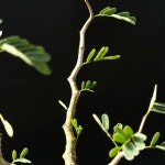 아프리카식물/세나 메리디오날리스-5303 아프리카농장 : 아프리카 농장