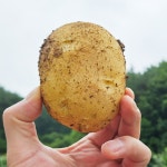 포슬감자 분 강원도 두백 햇 감자 중,대,특,왕특 10kg : 다온food