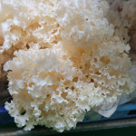 황금 생 꽃송이버섯 1kg 친환경 GAP 인증 선물포장 : 당황마켓