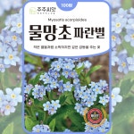 물망초씨앗 블루 100립 / 다년생 꽃씨 몰 왜지치 꽃마리 종자 파란 물망초씨 : 주주씨앗