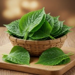 지우네농원 깻잎 1kg 500g 200g 당일수확 국내산 잎채소 향긋한 당일선별 찹찹이깻잎 : 아빠의 건강밥상