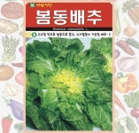 봄동배추 씨앗 5000립 겨울배추 월동배추 종자 아람종묘 : 농업회사법인 사천원예농업