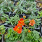 주황뱀무 [다년초 노지월동] 서양뱀무 코키네움 야생화 월동식물  여름꽃 : 금산 꽃마당