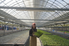 저장 양파모종 200구 트레이 : 코코주말농장