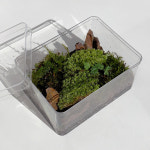 작은 숲 해변 이끼 테라리움 만들기 제주애기모람 키우기 키트 DIY : 도롯