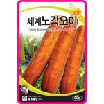 오이씨앗 50립 / 노각오이 늙은 채소씨앗 과일 종자 텃밭키우기 : 아진종묘 꽃씨몰
