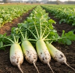 달달한 제주무 월동무 무우 김장무 겨울무 국내산 고랭지 동치미 무 3kg 5kg 10kg 20kg : 아빠의 건강밥상