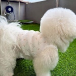 쥬비코 강아지 티셔츠 당근토끼 슬리브리스 : 쥬비코