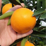 제주 고당도 천혜향 제철 선물세트 가정용 서귀포 농장 : 제주더함