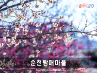 [부산출발] 광양매화마을 탐매마을 봄꽃여행 3월8일 출발 : 여필남