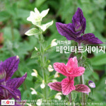페인티드세이지 : 플러브 허브세상