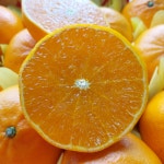 제주 고당도 천혜향 제철 선물세트 가정용 서귀포 농장 : 제주더함