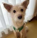 Preppy Dog Harness 프레피 독 하네스 (Soul Green) : 헤이쥬드 Hey JUD