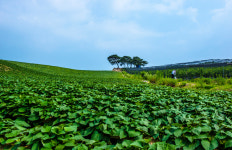 유기농 무농약 세척 황금꿀 고구마 2kg, 1개 : 바른새댁 베러라이프